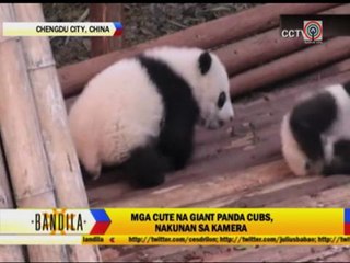 LOOK: Carabaos get own 'fashion show' in Negros Occidental