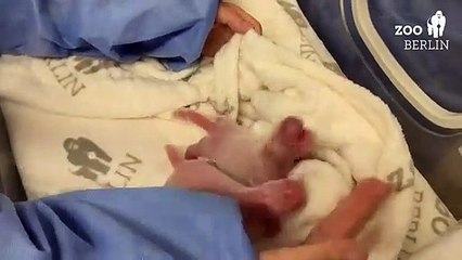 Twin panda cubs born in Berlin