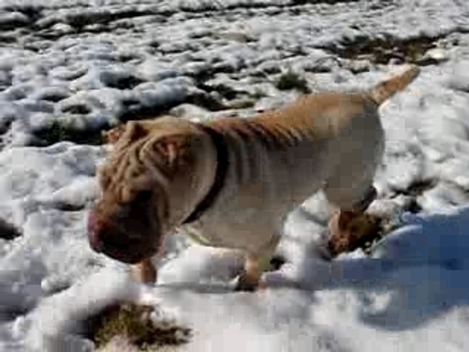 Australe et la neige