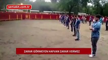 Spor adı altında hayvanlara işkence eden İspanyollara ders niteliğinde deney