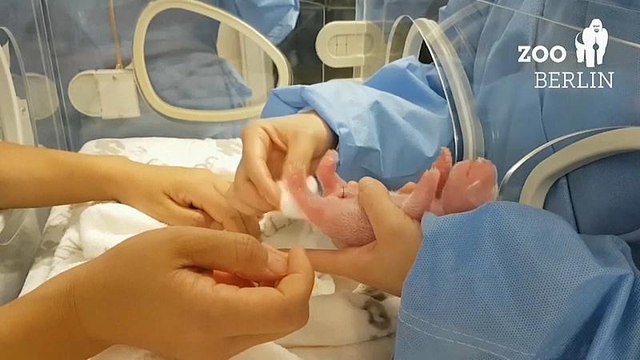 Watch: Panda gives birth to rare twins at Berlin Zoo