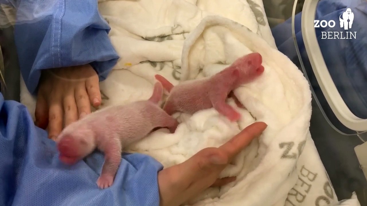 Erster Pandanachwuchs in Deutschland - Zwillinge in Berlin geboren