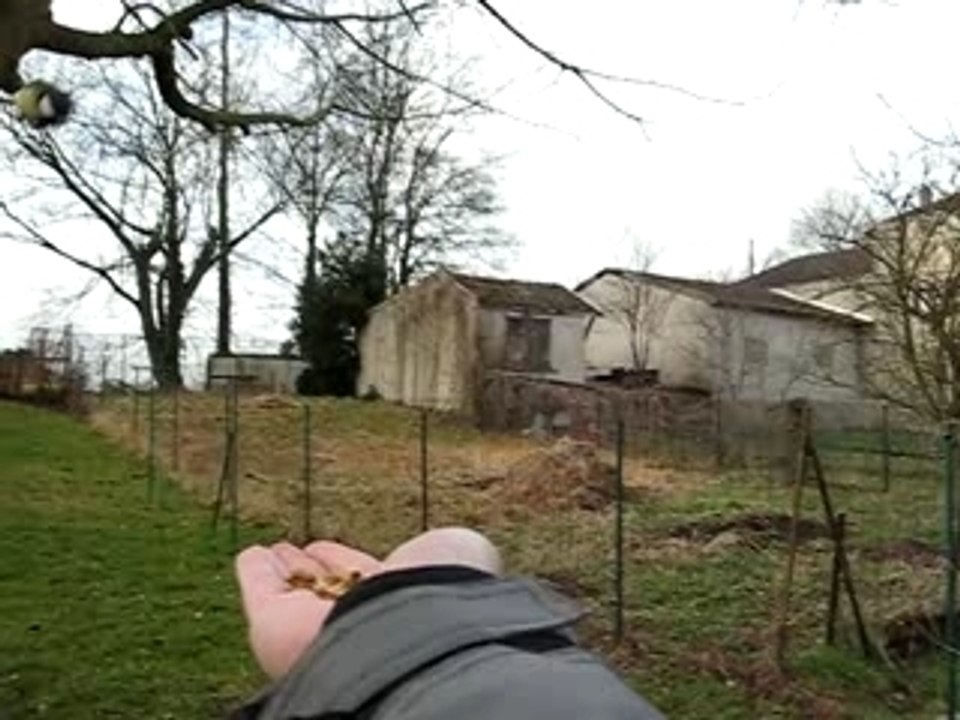 Mésange qui vient dans la main