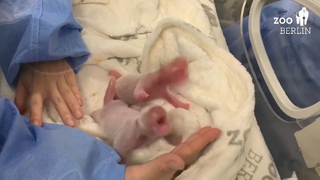 Panda-gigante dá à luz gémeos em Berlim