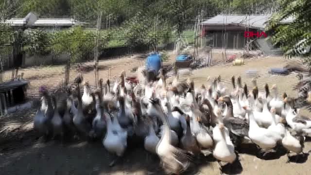 Bursa çiftliğinde yetiştirdiği kazlarına çocukları gibi bakıyor