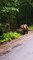 Bear Cub Adorably Plays With Mom in Middle of Road