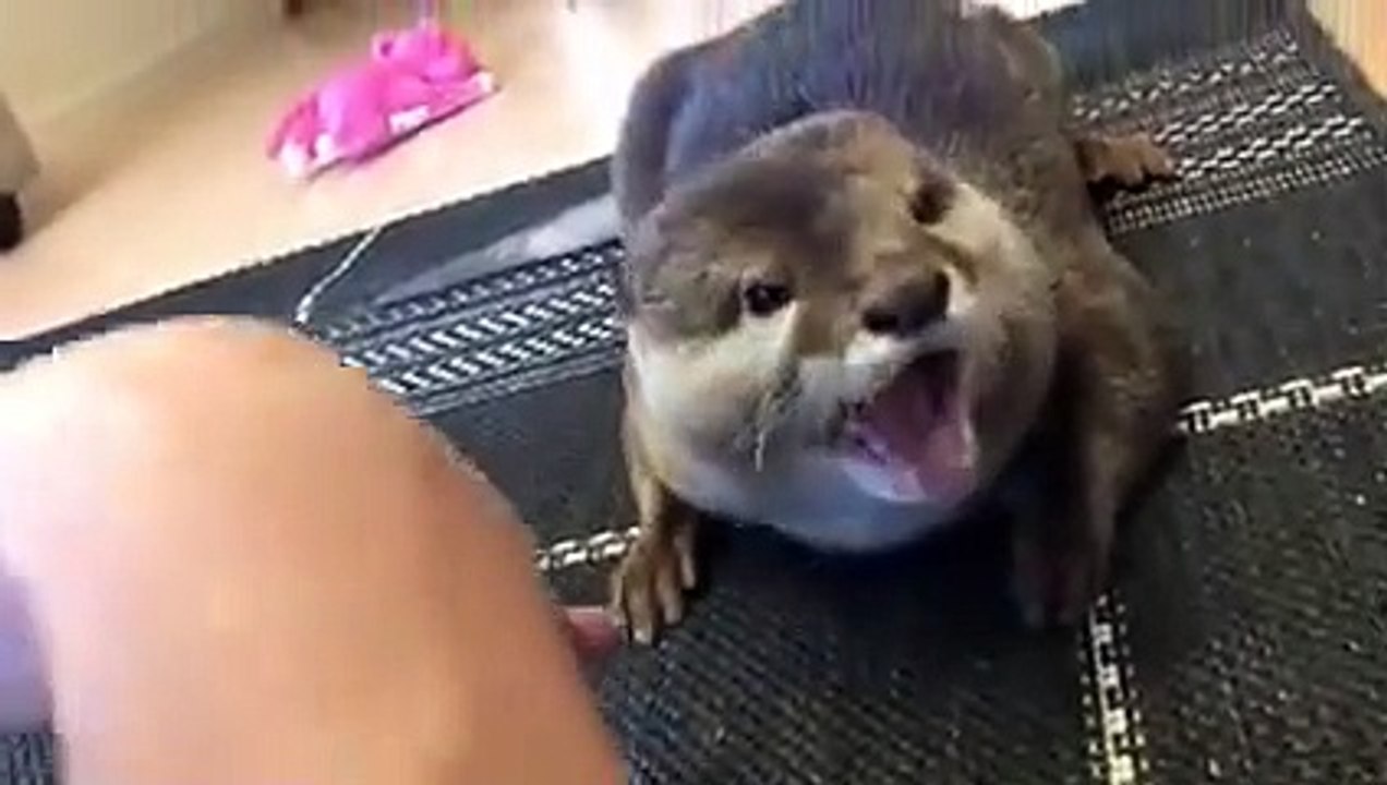 Otter which becomes grumpy when we stop stroking