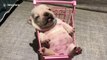 Newborn French bulldog puppy chills out in tiny shopping trolley
