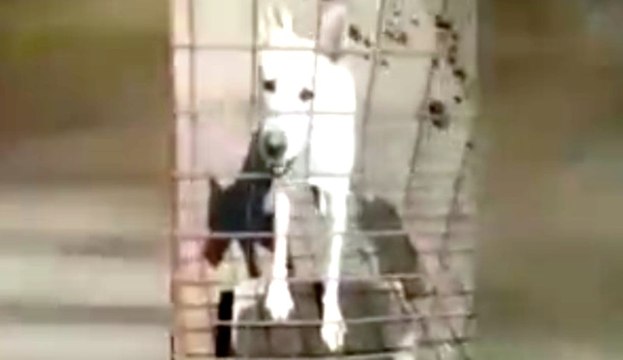 Catania - Canile lager a Librino, liberati 55 animali (02.09.19)