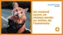 Un motard sauve un chaton perdu au milieu de l'autoroute