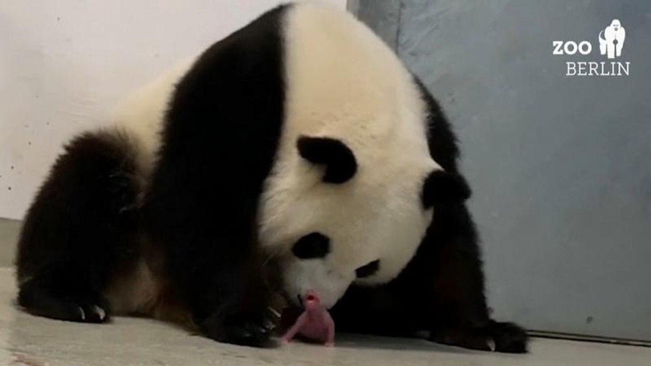 Nacen los primeros dos osos panda en Alemania