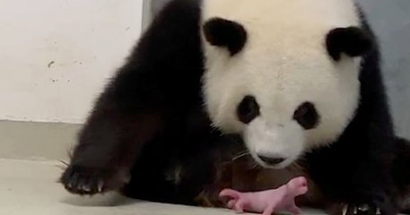 La femelle panda du zoo de Berlin a donné naissance à des jumeaux
