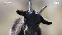 [NATURE] about 100 goats captured! ,MBC 다큐스페셜 20190902