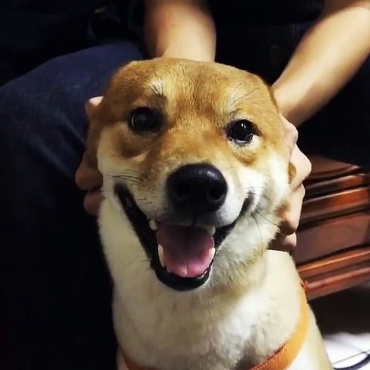 Ce chien adore jouer des tours avec ses oreilles. Regardez !