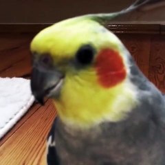 Quand une perruche se prend pour un magicien, voici ce qui arrive !