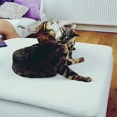 Quand deux chats se toilettent ensemble.Adorable !