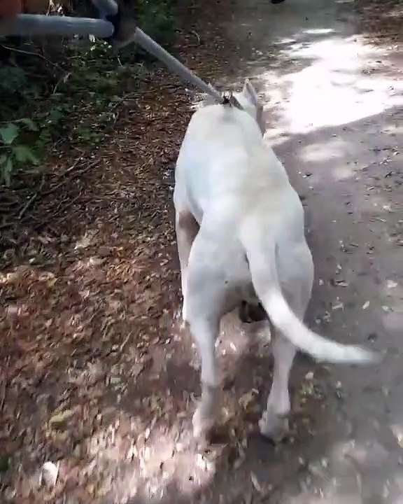 Lorsque la promenade est le moment favori de ton chien, voici ce que ça donne !