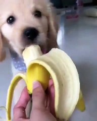 Ce chiot déguste une banane et fait quelque chose d’inattendue. A voir !