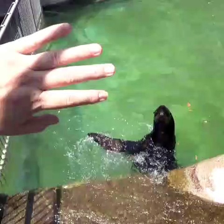 Ce phoque est très talentueux. Admirez ce qu'il accomplit en si peu de temps!