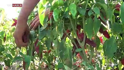 Maraş biberinin sofralara yolculuğu