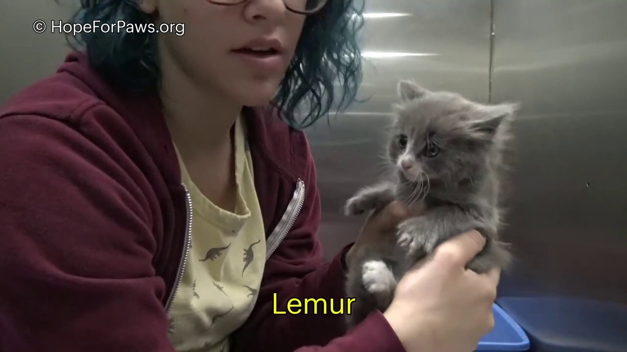 Animal Rescue - Kittens under a bungalow waited for their mom, but she never came back