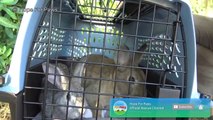 Animal Rescue - Bunny rescue under fire(works) - Please keep your pets safe this 4th of July!