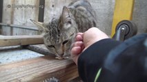 Animal Rescue - Superhero mom tells me to BACK OFF!!! (But her kittens were so cute)