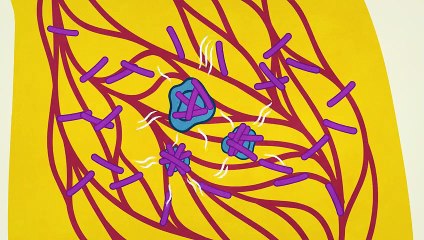 What makes TB the world's most infectious killer -