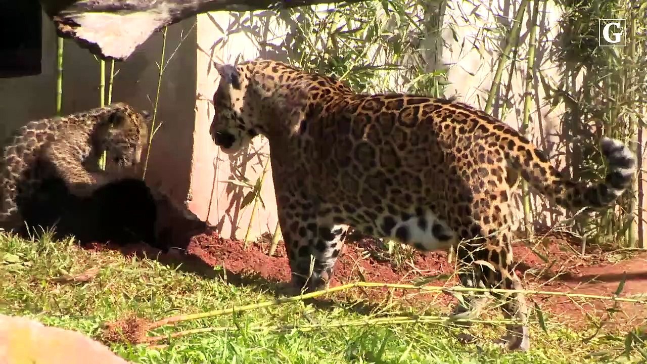 Onça-pintada brinca com filhotes em cativeiro no Espírito Santo