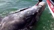 Une énorme baleine vient demander des calins à des touristes