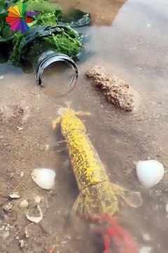 AMAZING CREATURES - AMAZING CREATURES ...