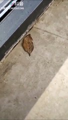 Vous pensez que c'est une feuille. Attendez de voir la suite