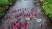 Des centaines de saumons remontent une toute petite rivière. Impressionnant