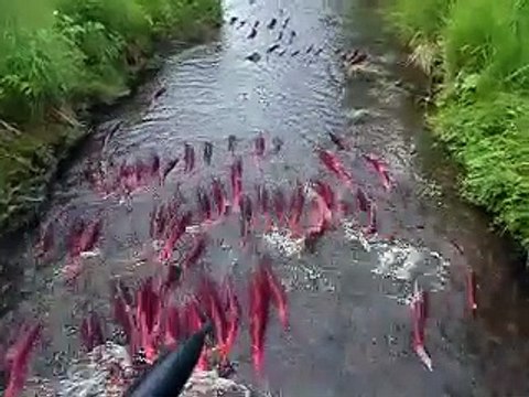 Des centaines de saumons remontent une toute petite rivière. Impressionnant