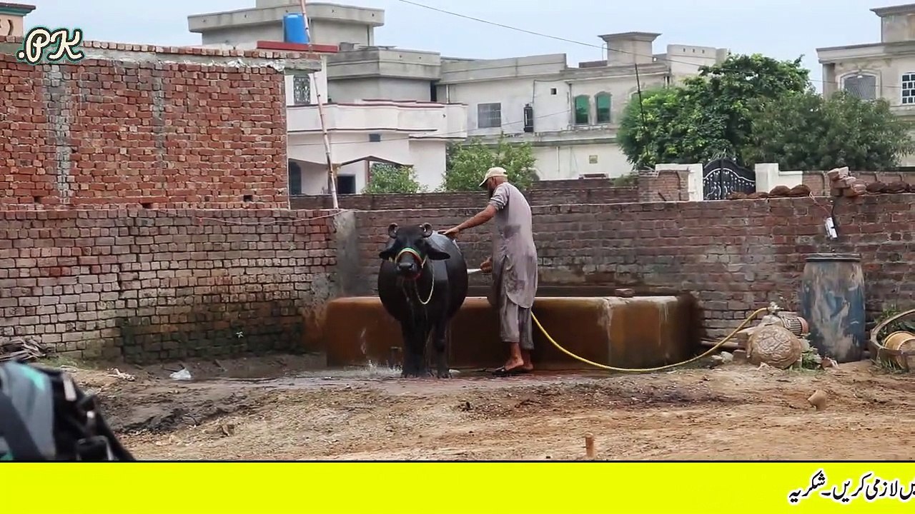 Fahad Buffalo Farm | Buffaloes Dairy Farming in Urdu | Dairy Farming | Buffaloes Farming Tips -- 3 بھینسوں سے 32 بھینسوں تک کا سفر سچے ,محنتی اور ایماندار نوجوان بھائی کا زبردست انٹرویو