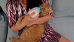 10 signs you are a crazy  cat lady | Crazy cat lady | funny cats | funny cats videos | cats are so funny | cats will make you smile | creative cat videos | short films cats
