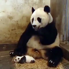 Quand papa panda fait peur à son petit. Hilarant !