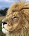 Les lions sont réellement majestueux. Admirez !