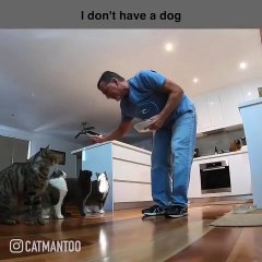 Surprenant ! Cet homme a vraiment bien dressé ses chats. Regardez