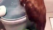 Ce chat adore l'eau. Trop cute !