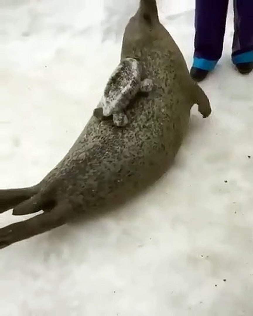 Ce Bebe Phoque Et Sa Maman Sont Trop Chous Adorable Video Dailymotion