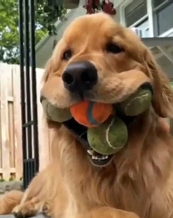 Cette chienne refuse de laisser tomber ses balles de tennis de sa bouche. Trop drôle !