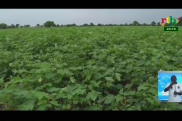 RTB/Le Directeur général de la SOFITEX encourage la relance cotonnière lors de sa tournée à Dédougou