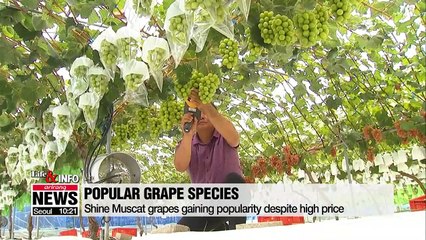 Popularity of small, easy-to-eat fresh produce on the rise in S. Korea