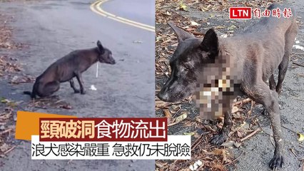流浪狗疑遭橡皮筋割喉形成破洞 郵差、動保接力救援72小時(台灣動物緊急救援小組提供畫面)