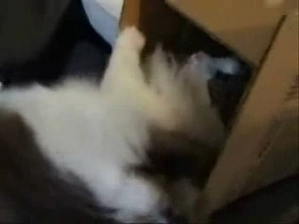 Kitty vs. Box