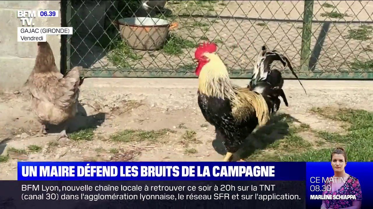 Du cri du coq au carillon de l'église, ce maire défend les bruits de la campagne