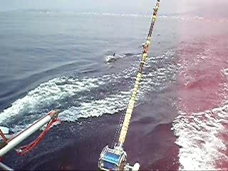 Dolphins on our stern offshore Benalmadena Puerto Spain