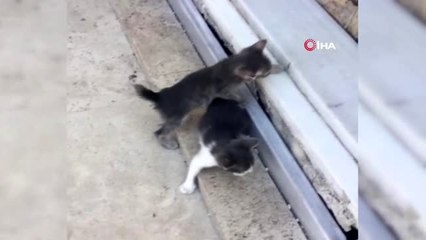 Cami cemaati kaybolan yavrular için seferber oldu