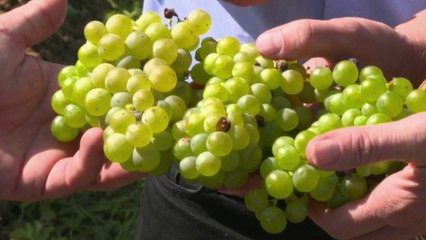 Sciences - Vignobles au naturel